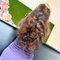 2 in 1 Nuru & Full body Massage - masseuse in Colombo