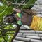 African Barbie - escort in Ko Samui Photo 4 of 5