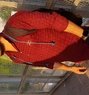 Anurag (Durgapur, Bankura) - Male escort in Asansol Photo 1 of 1