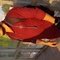 Anurag (Durgapur, Bankura) - Male escort in Asansol