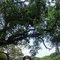 BDSM 🩱 Queen Priya Mistress - Transsexual escort in Kolkata Photo 2 of 16