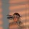 Bella - Transsexual escort in Beirut