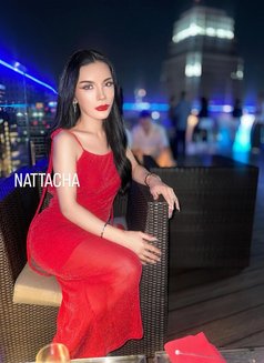 big cock Thai Trans in Sukumvit - Transsexual escort in Bangkok Photo 13 of 26