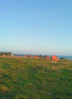 Big Dick Massage - Male escort in Surabaya Photo 3 of 4