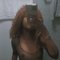 Bikira - Acompañantes transexual in Nairobi