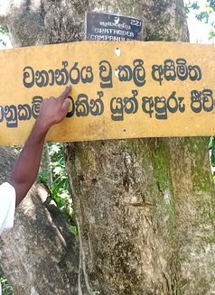 Buddhika Sandaruwan - puta in Kandy Photo 3 of 6