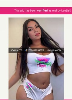 Celine TS GFE ,massage bbbj - puta in Hamilton, Canada Photo 15 of 16