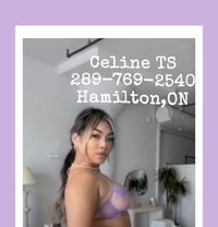 Celine TS GFE ,massage bbbj - escort in Hamilton, Canada