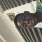Ciara - Transsexual escort in Lagos, Nigeria
