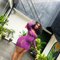 Coco - escort in Abidjan