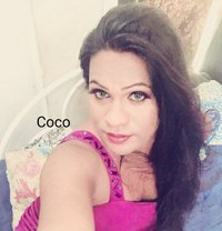 Coco Vip Shemale Sl - Transsexual escort in Colombo