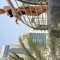 Crissy - escort in Dubai Photo 1 of 8
