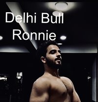 Delhi Bull Ronnie - Male companion in New Delhi