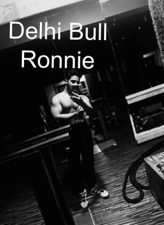 Delhi Bull Ronnie - Male companion in New Delhi Photo 3 of 11
