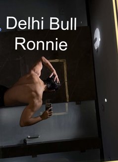 Delhi Bull Ronnie - Male companion in New Delhi Photo 4 of 11
