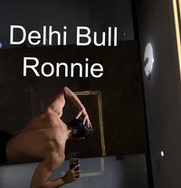 Delhi Bull Ronnie - Male companion in New Delhi
