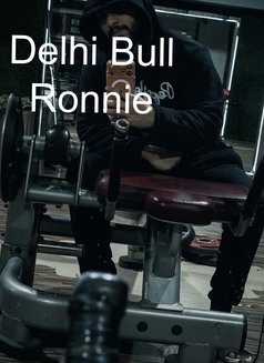 Delhi Bull Ronnie - Male companion in New Delhi Photo 5 of 11