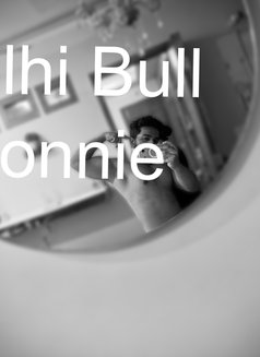 Delhi Bull Ronnie - Male companion in New Delhi Photo 7 of 11