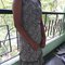 Direct Tamil College Girl in Chennai - puta in Chennai Photo 3 of 3