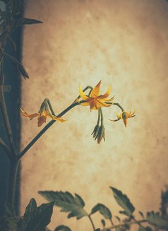 Dominater - Acompañantes masculino in Kathmandu Photo 5 of 5