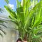 Elodie Very Hot - escort in Bali Photo 2 of 10