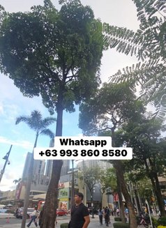 Eman - Acompañantes transexual in Colombo Photo 2 of 6