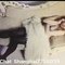 Emma - Acompañantes transexual in Shanghai