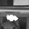Cam , Meetup , Full Night, couples - Male adult performer in Colombo