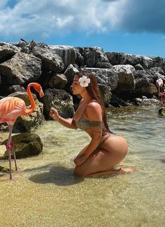 Escorts Aruba Services - Agencia de putas in Noord Photo 15 of 16