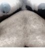 Bull N Fat Slave From Colombo - Male escort in Colombo Photo 1 of 4