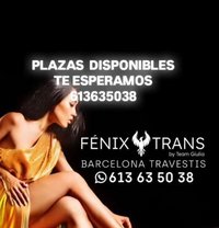 Fenixtransbcn - Acompañantes transexual in Barcelona