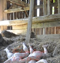 Get More Than a Turn in the Hay - companion in London
