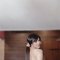 half japanese 🇯🇵 half filipina 🇵🇭 - Transsexual escort in Singapore Photo 3 of 30
