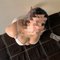 Im Malayali Independent Girl Book Me - companion in Dammam