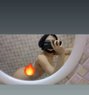 Jackky69 - Transsexual escort in Doha Photo 2 of 3
