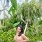 Jasmin Verstiel (TOP & BOTOM) - Transsexual escort in Bali Photo 4 of 8