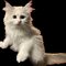 Jessica De Janeiro - Transsexual escort in İstanbul Photo 2 of 2
