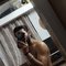 Jitendra - Male escort in Surat