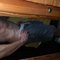 Joshua Simms - Male escort in Kingston