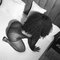 Juicy Tipsy - escort in Lagos, Nigeria