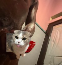 Meow for any age ladies best licker - Male escort in Colombo