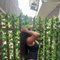 Light Skin Girl Janie - escort in Yiwu Photo 2 of 4