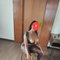Lisa - escort in Johor Bahru