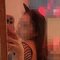 Lucky Young Petite Slim - escort in Dubai Photo 3 of 3
