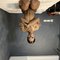 Madison TS - Acompañantes transexual in Quezon