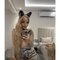 Maria Ladyboy Thailand - Acompañantes transexual in Al Manama Photo 3 of 17