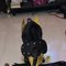 Malkin waiting for u Roy Big Dick - Transsexual escort in Bangalore Photo 2 of 30