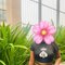 Maya Hot Wife (Cuckold Couple) - escort in Colombo Photo 1 of 6