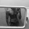 Mhd Mohamad - Male escort in Colombo