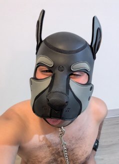 Minus the Pup - Male escort in Melbourne Photo 2 of 2